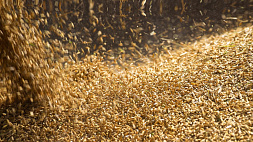 Аграрии намолотили более 6 миллионов тонн зерна с учетом рапса - завершить жатву в южном регионе планируется к 20 августа