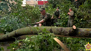 819 случаев падения деревьев, более 1,1 тыс. населенных пунктов без электричества - в Беларуси устраняют последствия непогоды