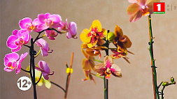Как правильно ухаживать за орхидеями - советы специалиста