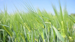Лукашенко: Потеря зерна на полях будет расцениваться по меньшей мере как экономическая диверсия