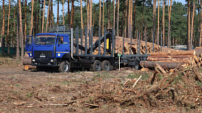 "Мы должны за будущий год все это восстановить" - Лукашенко о лесонасаждениях на пострадавших от стихии территориях