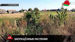 В рамках спецоперации "Мак" в Солигорском районе за неделю уничтожили более гектара конопли