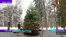 В Львове в преддверии праздников елки в парке ограждают металлической решеткой 