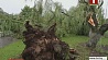 Сильные дожди в Беларуси