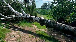 Как лесхозы Брестской области справляются с последствиями непогоды