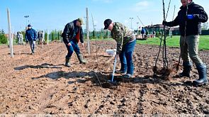 Заложенный Президентом Беларуси на субботнике яблоневый сад передадут под опеку школьников