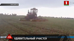В Пинском районе уничтожено маковое поле