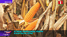 Аграрии завершают уборку кукурузы на зерно