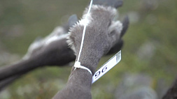 В Норвегии убили 40 оленей, пасшихся в Мурманской области
