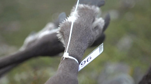 В Норвегии убили 40 оленей, пасшихся в Мурманской области