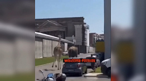 Слон и жираф сбежали со съемочной площадки в Риме, видео побега стало вирусным в итальянских медиа 