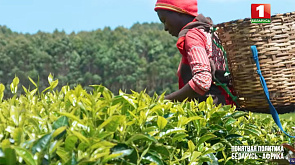 Золото Кении зеленого цвета - где вывели фиолетовый чай и почему сырье для напитка собирают вручную