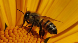 Где в Минске отметят Всемирный день пчел
