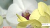 В Ботаническом саду откроется выставка орхидей