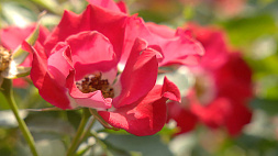 Ботанический сад: как начиналась национальная коллекция роз
