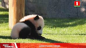 Довольная панда