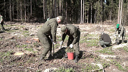Под Минском появился новый лес: больше 6,5 тыс. саженцев сосны и ели посадили белорусские спасатели 