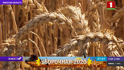 Массовая жатва продолжается в Беларуси. Общий каравай сейчас весит более полумиллиона тонн