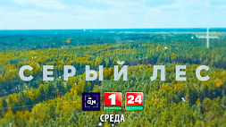 Как не оставить следующие поколения белорусов без ценных лесных пород - об этом расскажет фильм АТН "Серый лес"