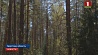 В Беларуси  снят запрет  на посещение лесов