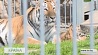 Двое  маленьких тигрят  появились на свет  в Гродненском зоопарке