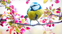 Почему птицы поют каждый день, объяснили орнитологи