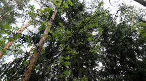В результате сильной бури в Минском районе пострадали 215 гектаров лесных массивов