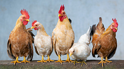 Специалисты рассказали, чем опасен птичий грипп и как избежать новой пандемии
