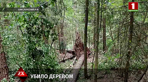 В  Свислочском районе при валке леса погиб рабочий