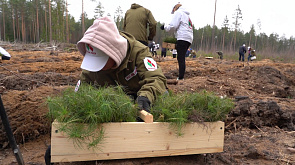 В регионах Беларуси продолжается акция "Неделя леса" - каждый желающий может внести свой вклад 