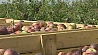 Уборка фруктов и овощей в Минской области почти достигла экватора