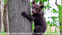 Познакомиться с медведем предлагают туристам Березинского заповедника
