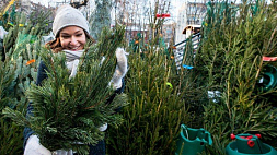 Где в Минске организовали продажу живых елок от лесхозов - называем адреса