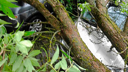 В Минске дерево упало на автомобиль, в котором находились люди