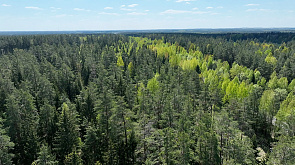 Ограничение на посещение лесов действует почти по всей Беларуси
