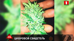 В Бобруйске осудили 25-летнего парня на 3,5 года лишения свободы в исправительной колонии за незаконный оборот наркотиков