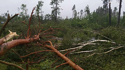 На севере Беларуси устраняют стихийные повреждения леса