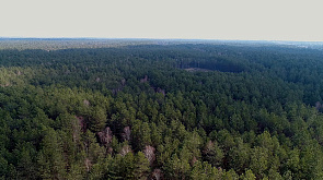 В пяти районах Минской области введен запрет на посещение лесных массивов