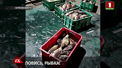Более 150 кг рыбы пытался украсть работник рыбхоза в Березовском районе