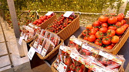 Белорусских огурцов и помидоров в магазинах стало в разы больше