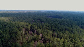 Лесовосстановление в Беларуси проходит низкими темпами, почему списывается больше, чем  высаживается  -  разберем в проекте "На контроле Президента"