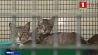 В Беларуси готовят  новые правила по содержанию безнадзорных кошек и собак