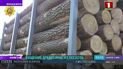 Раскрыто крупное хищение древесины из лесхоза в Микашевичах