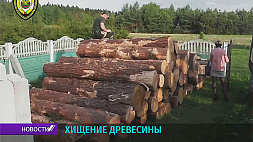 Сотрудники природоохраны выявили сразу несколько фактов хищения леса в Ивьевском районе