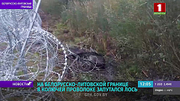 На белорусско-литовской границе новая жертва - в колючей проволоке запутался лось