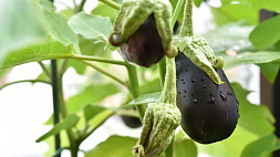 Баклажан - овощ или ягода? 7 удивительных фактов о необычном растении