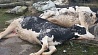 Шведские ветеринары разгадывают тайну появления на побережье Балтики мертвых коров