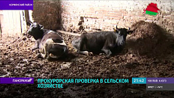Уголовные дела как итог прокурорской проверки в сельхозорганизациях Кормянского района