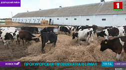 В уголовное дело вылилась прокурорская проверка на фермах в Добрушском районе 
