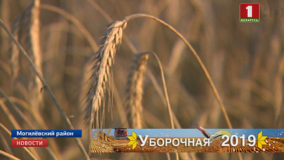 Беларускія аграрыі намалацілі 2 мільёны 128 тысяч тон збожжа